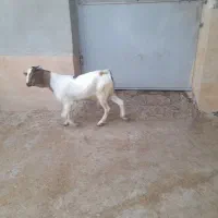 نر سومال ۱۰ ماهه|حیوانات مزرعه|تخت, |دیوار