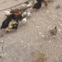 جوجه های گلپایگانی