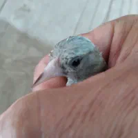 جوجه سهره نر