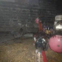 لاری|حیوانات مزرعه|مشگین شهر, |دیوار