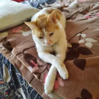 واگذاری|گربه|تهران, مینی‌سیتی (شهرک نفت)|دیوار