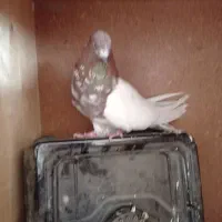 کبوتر کله قرمز|حیوانات|همدان, |دیوار