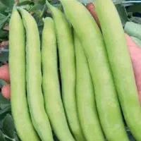 بذر باقالی|عمدهفروشی|سیلاخور, |دیوار