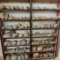 کلکسیون سنگ فسیل