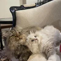 ۲ توله گربه بریتیش و مادر ( اصل )|گربه|تهران, آهنگ|دیوار