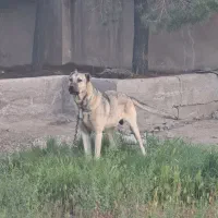 فروش سگ سرابی