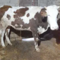 گاو ،گوساله ،تلیسه سیمینتال|حیوانات مزرعه|بیلوار, |دیوار