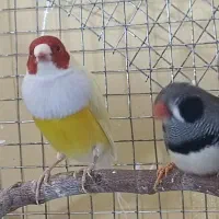 یک جفت فنچ گلدین سالم و سر حال