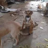 چهار تا توله سرابی|سگ|صفادشت, |دیوار