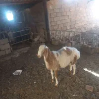 بره نر چهل پنج  کیلو