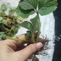 نهال توت فرنگی کاماروس|گل و گیاه طبیعی|خان ببین, |دیوار