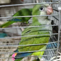 طوطی راهب