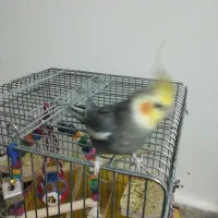 عروس هلندی نر1سالونیمه کارداده مست مست|پرنده|قم, انصارالحسین|دیوار