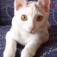 واگذاری بچه گربه