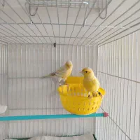 قناری مست آماده جفت|پرنده|هشتگرد, گلسار|دیوار