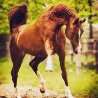 دوسروارداتی عرب