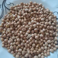 نخود تازه