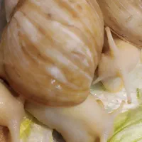 حلزون آچاتینا