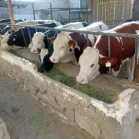 گوساله نر سیمینتال|حیوانات مزرعه|پیشخور, |دیوار