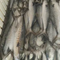 ماهی میگو گُلدفیش تفت