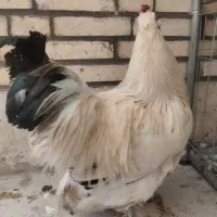 خروس برهما|حیوانات مزرعه|اردکان, |دیوار