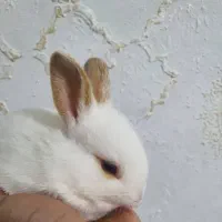 بچه خرگوش|موش و خرگوش|القجر, |دیوار