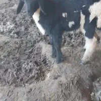 ماده سیاه اصل جنس شیرمست بشرط لخت میدم