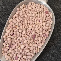 برنج کامفیروزی درجه یک به شرط پخت و تازه|خوردنی و آشامیدنی|شیراز, کوشک میدان|دیوار