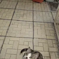 واگذاری رایگان