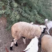 بره نر|حیوانات مزرعه|قلعه قاضی, |دیوار