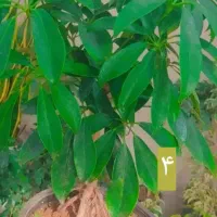 فوری فوری تعدادی گل تا روز پدر قیمت فقط ۱۸۵ هزار