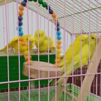 فروش مرغ عشق