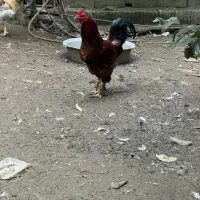 خروس پاپر|حیوانات مزرعه|لنگرود, |دیوار