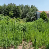 زمین تجاری  400 متر منطقه آزاد انزلی|فروش زمین و ملک کلنگی|رشت, فرزانه|دیوار