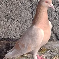 کفتر نر سبز و یک عدد ماده|پرنده|گناباد, |دیوار