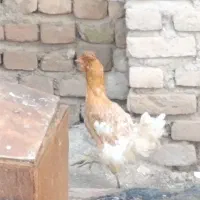 فروش مرغ بزرگ مدل دار برای. داشتن