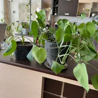 گل انجیری|گل و گیاه طبیعی|بجنورد, |دیوار