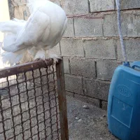 کبوتر تزئینی