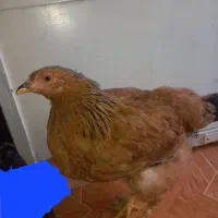 نیمچه برهما گلد اصیل
