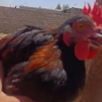 مرغ خروس اردک‌ محلی غاز روسی
