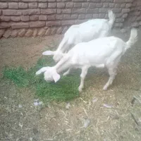 ۲عدد بزغاله سانن خوشکل کل