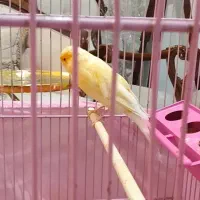 قناری نر سوپری درشت|پرنده|تهران, قصر فیروزه ۱|دیوار