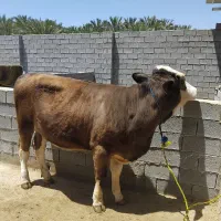 تلیسه‌اصل‌آلمان‌وزن‌نزدیک‌۵۰۰‌کیلو