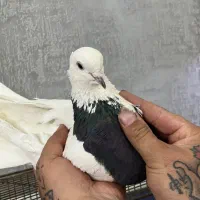 16عدد کفتر آس یجایی کبوتر یکی از یکی بهتر|پرنده|تهران, شهید رجایی|دیوار