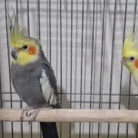 یک جفت عروس هلندی زیبا و اهلی و آوازخوان