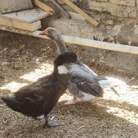 اردک و غاز