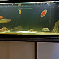 آکواریوم بزرگ ماهی