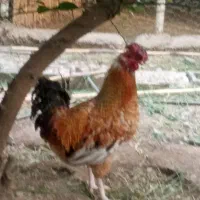 خروس چهل تاج