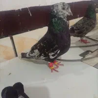 جفت کبوتر