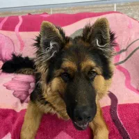 سگ ژرمن شپرد شولاین